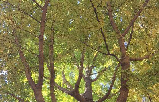 关于《西方艺术教育史》的几点思考